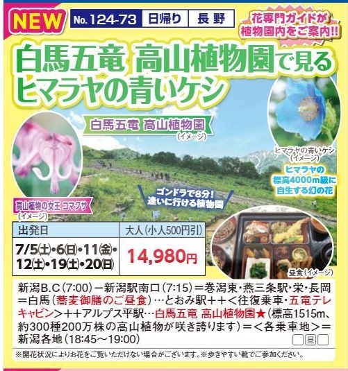 新潟交通様企画　くれよん　白馬五竜 高山植物園で見るヒマラヤの青いケシ　日帰り